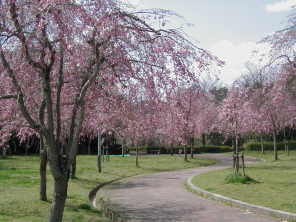 (写真)桜の花1