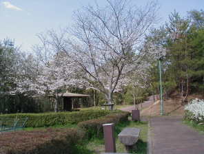 (写真)桜の花2