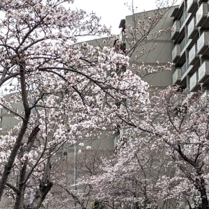 0302松尾台桜2