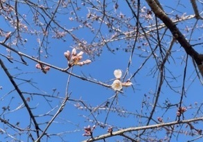 北野バイパス桜4