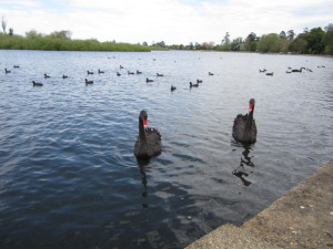 ウェンドリー湖の黒鳥