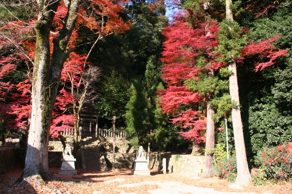 （写真）木津・八阪神社の森