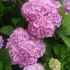 Instagram＿紫陽花