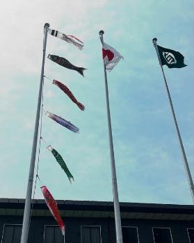 koinobori