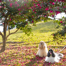 Instagram＿犬とお出かけ