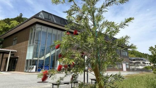 bottle brush tree