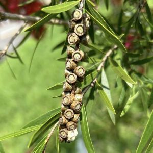 bottle brush tree2