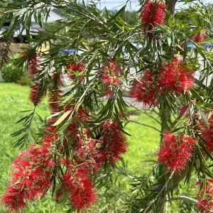 bottle brush tree1