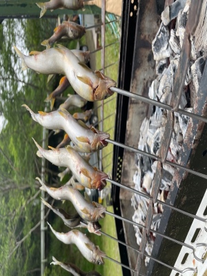 ayu