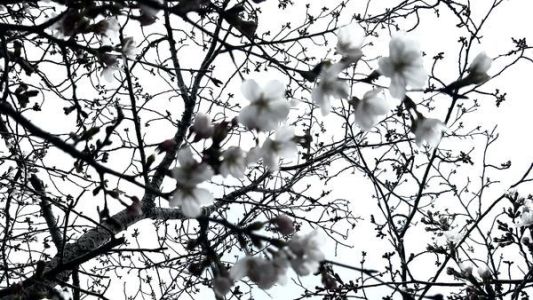 sakura2