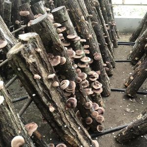 shiitake