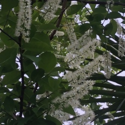 uwamizuzakura