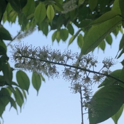uwamizuzakura2