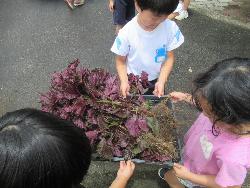 しその収穫