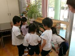 うろこの観察