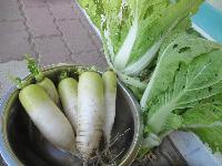 白菜大根