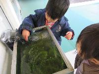 水槽の氷を見る幼児
