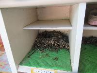 鳥の巣