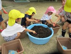 朝顔を植える様子