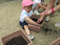 朝顔を植える様子