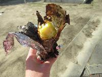 焼き芋５