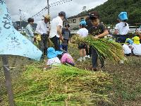 稲刈り