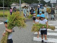 稲刈り