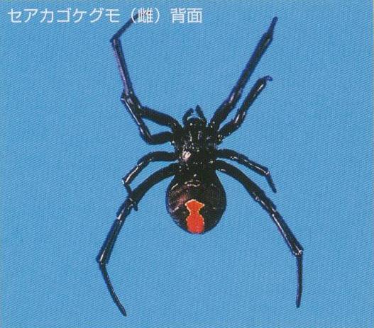 （写真）クモ